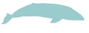 Gray whale illustration