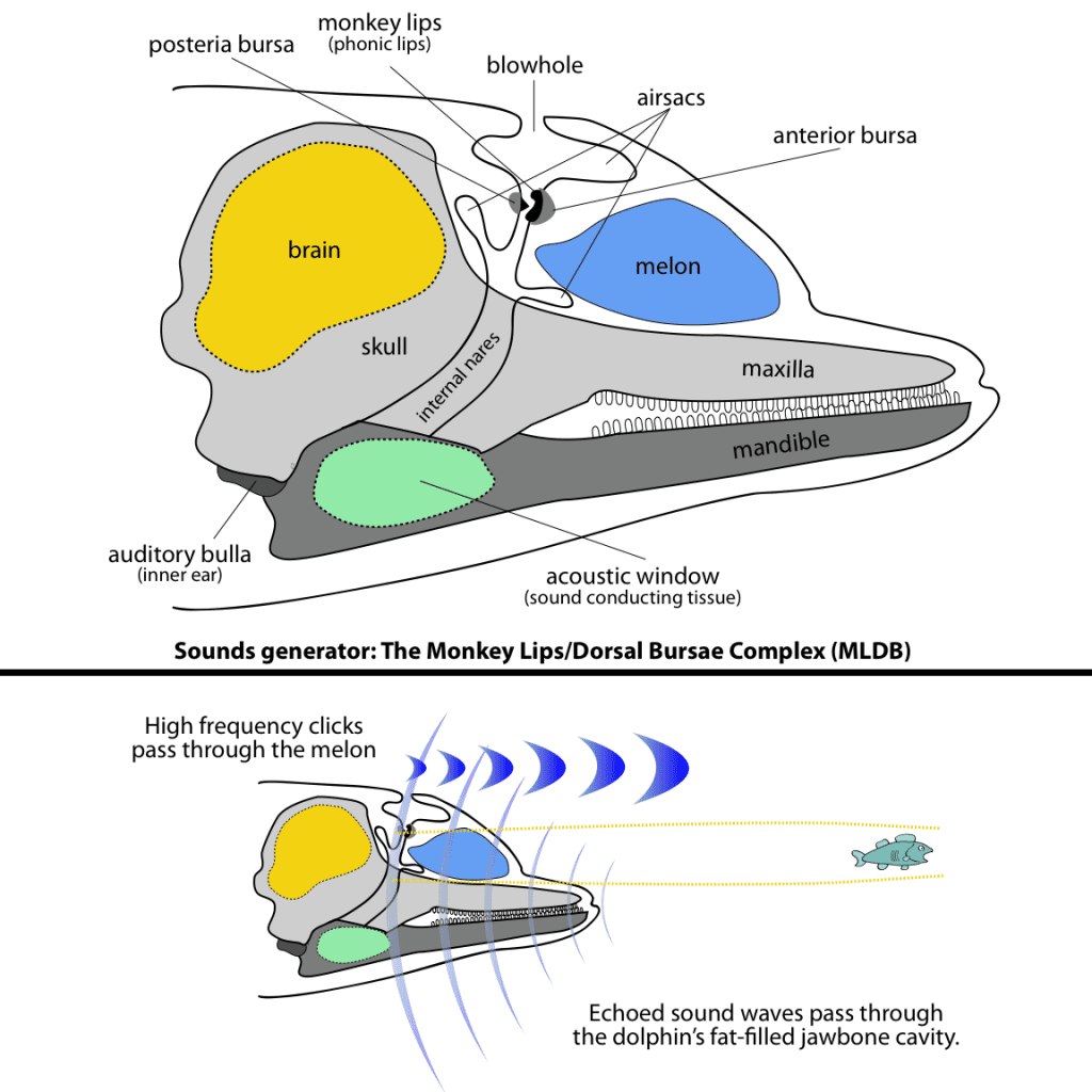 Dolphin echolocation diagram