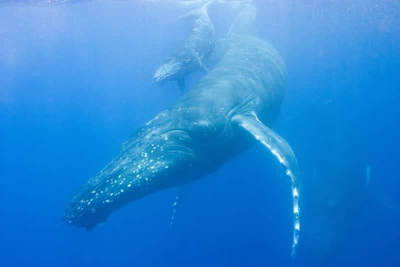 Humpback whale with calf