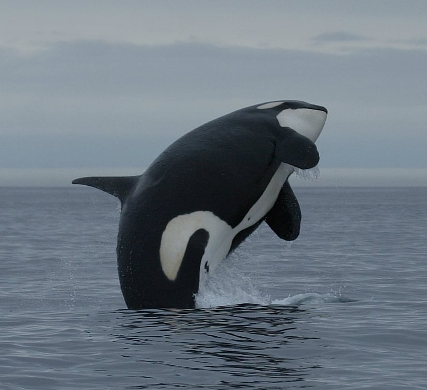 killer whales jumping at night