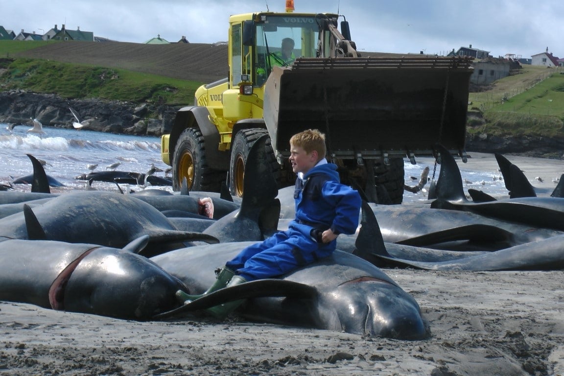 Farroese child sitting on slaughtered pilot whale