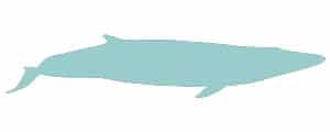Fin whale illustration