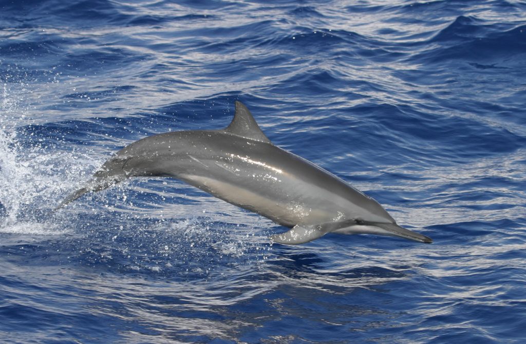 Spinner Dolphin Facts