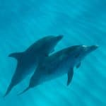 Pair of spotted dolphins