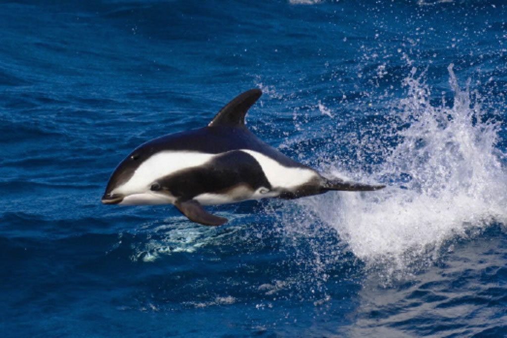 Play Visions Habitat Earth Hourglass Dolphin Stundenglasdelphin OVP 