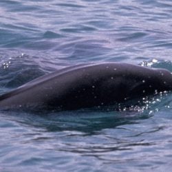 Indo-Pacific finless porpoise - Whale & Dolphin Conservation USA