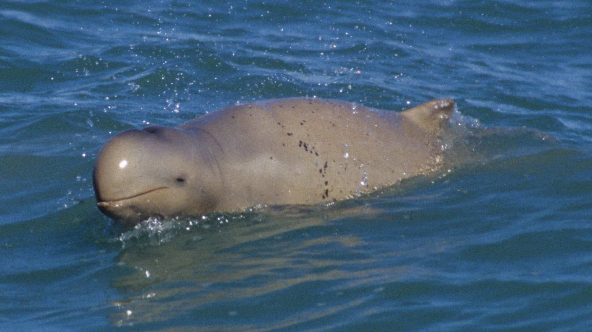 Australian snubfin dolphin - Whale & Dolphin Conservation USA