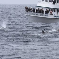 Baird's beaked whale - Whale & Dolphin Conservation USA