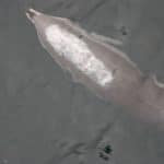 Clymeme dolphin