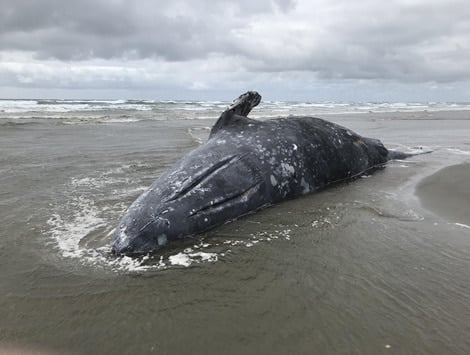Gray whale deaths have spiked on the West Coast