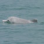 Indo-Pacific humpback dolphin