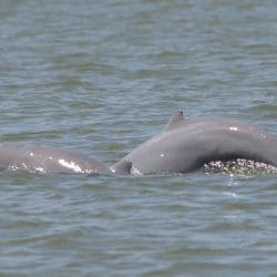 Irrawaddy dolphin - Whale & Dolphin Conservation USA