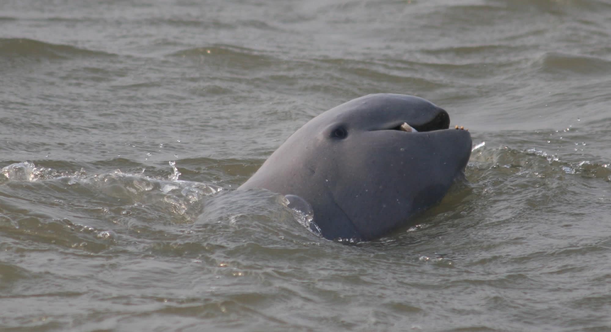 Irrawaddy dolphin - Whale & Dolphin Conservation USA