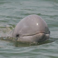 Irrawaddy Dolphin - Whale & Dolphin Conservation USA