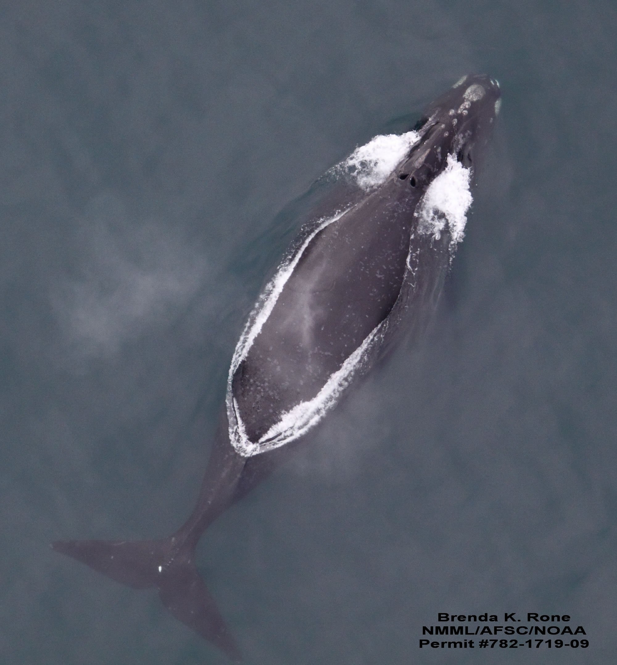 North Pacific Right Whale Whale Dolphin Conservation USA   North Pacific Right Whale Sg Brenda Kone 