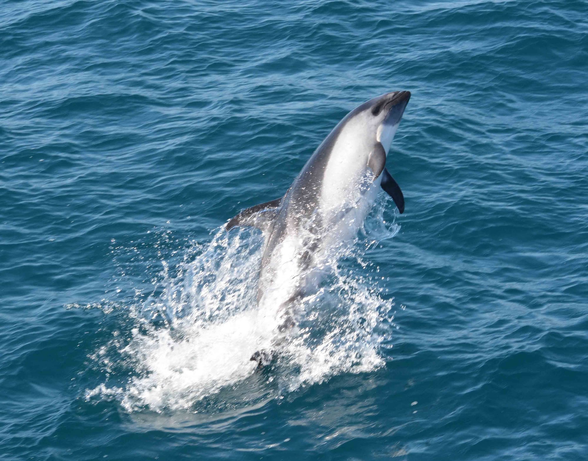 Peale's Dolphin - Whale & Dolphin Conservation USA