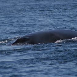 Sei whale - Whale & Dolphin Conservation USA