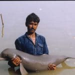 South Asian River dolphin