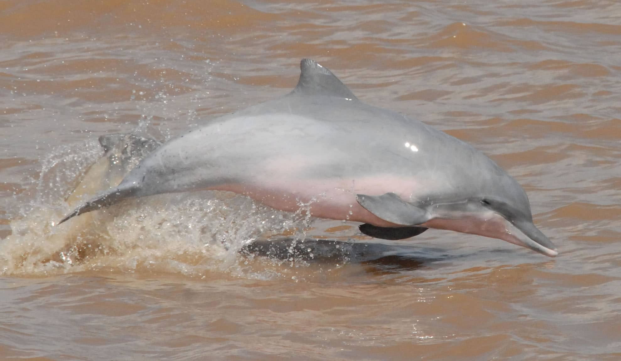 Tucuxi Whale Dolphin Conservation USA