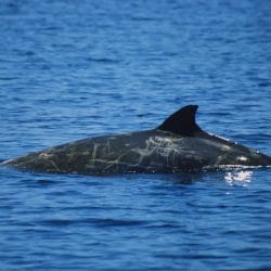 Blainville's beaked whale - Whale & Dolphin Conservation USA