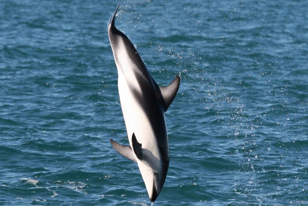 Dusky dolphin - Whale & Dolphin Conservation USA