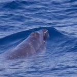 Pygmy right whale