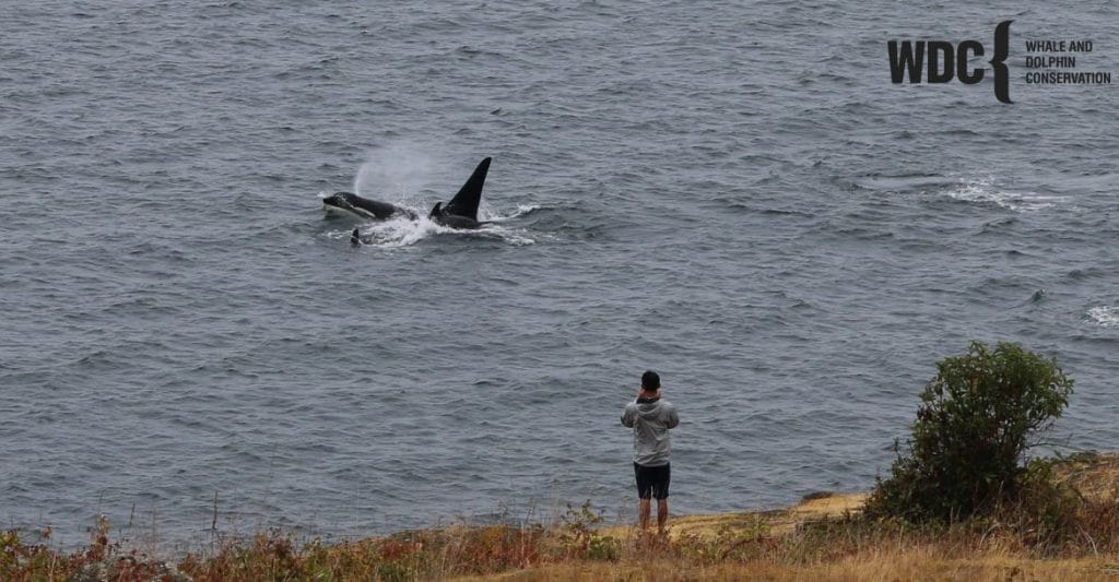 A close pass by Southern Resident orcas on the west side of San Juan Island