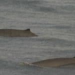 Indo-Pacific beaked whale