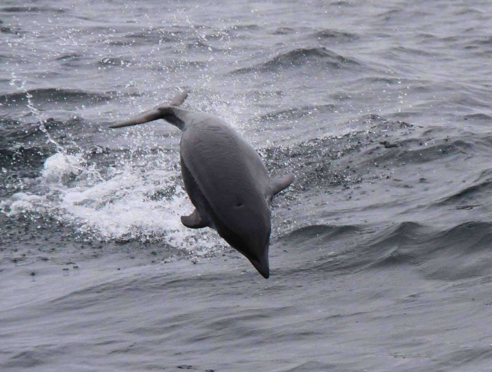 Northern right whale dolphin - Whale & Dolphin Conservation USA