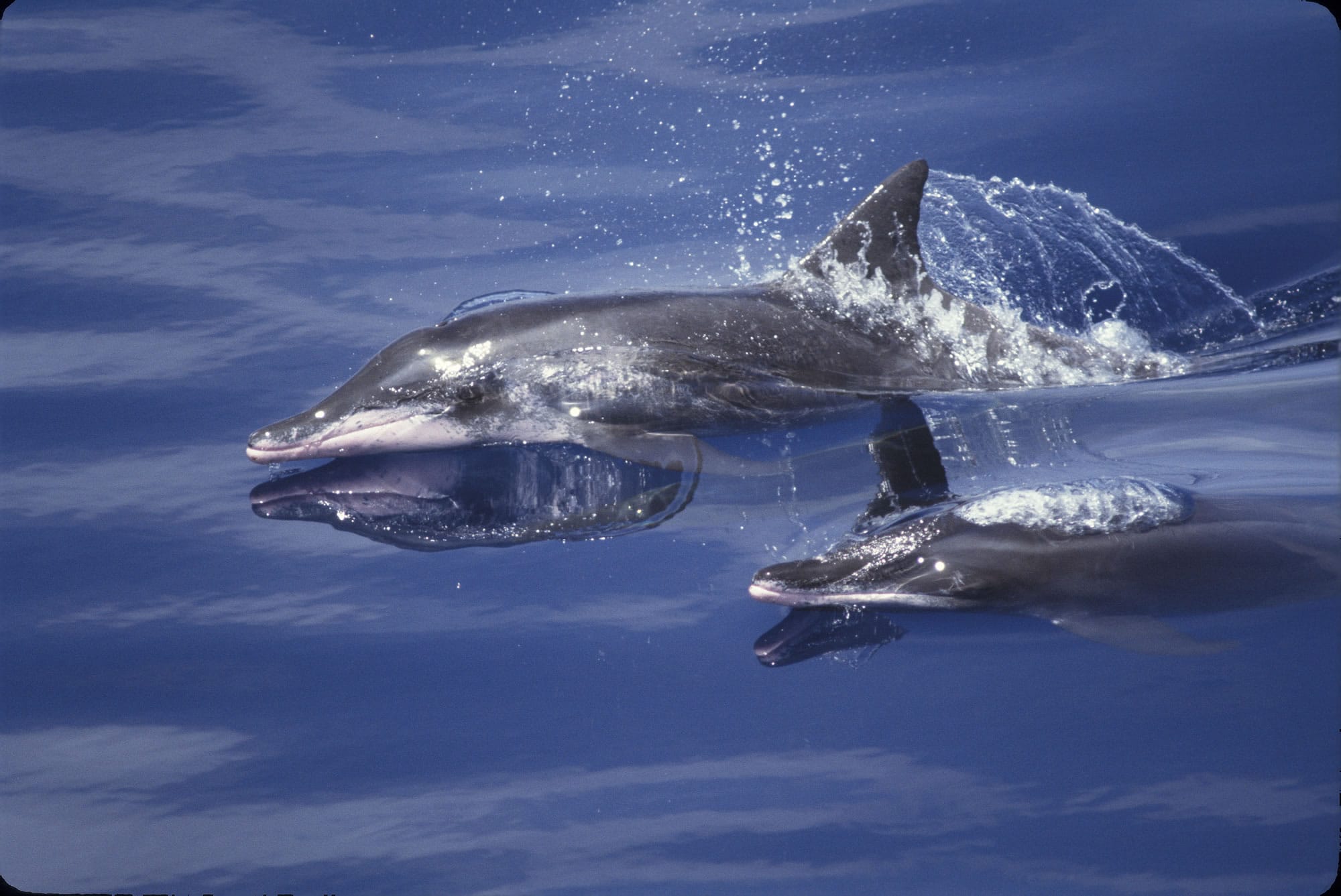 Rough-toothed dolphin - Whale & Dolphin Conservation USA