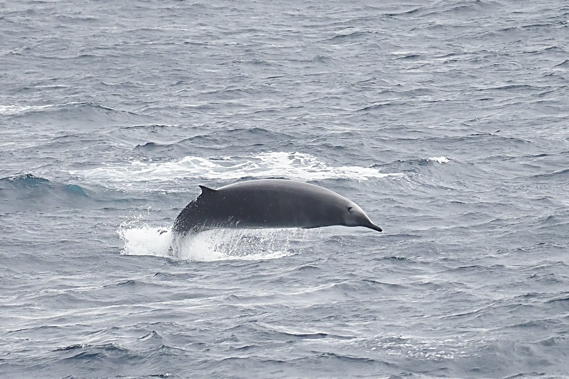 True's beaked whale - Whale & Dolphin Conservation USA