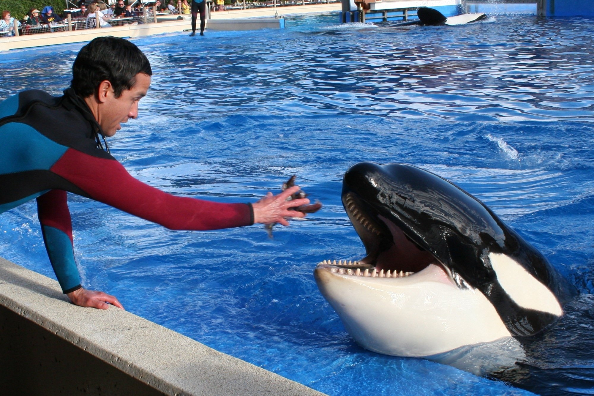 An orca is fed in captivity