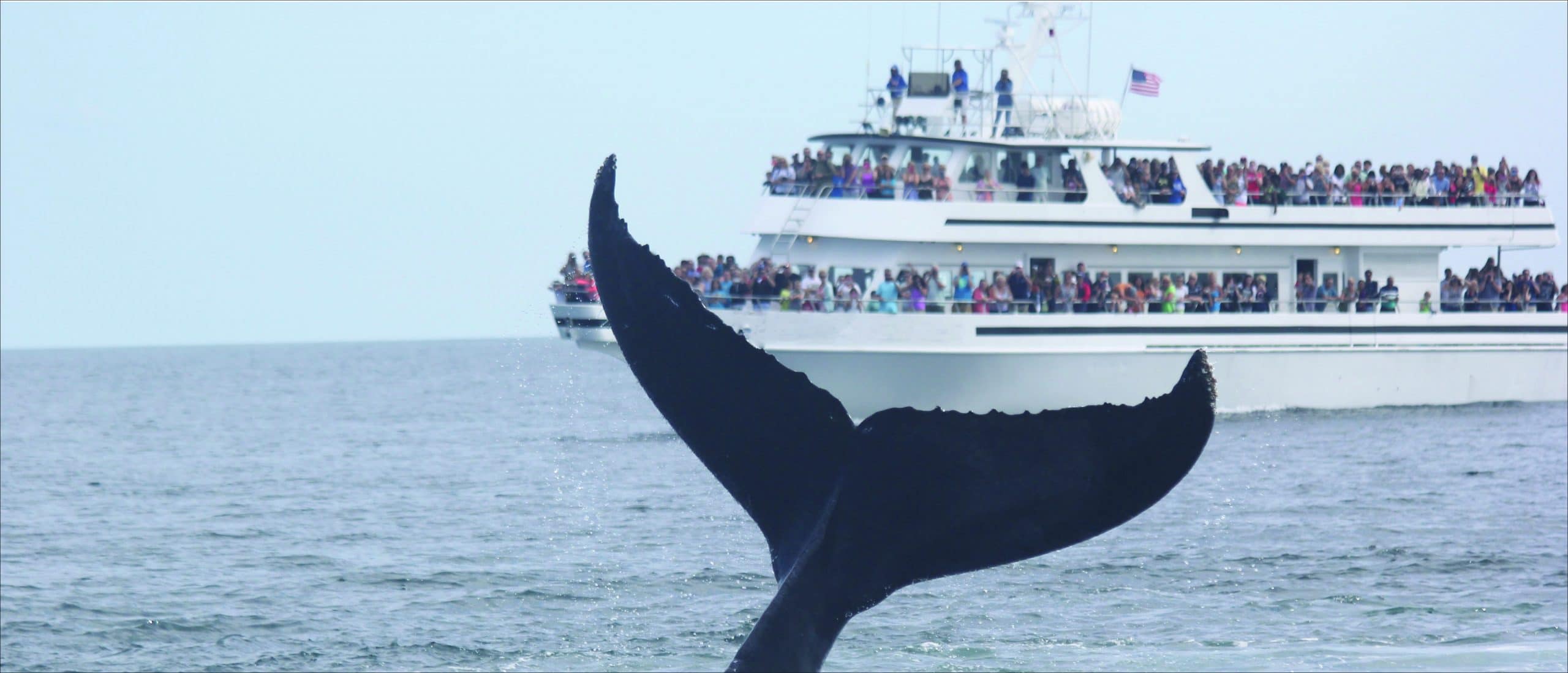 Image of commercial whale watch boat with lots of passengers onboard with a humpback fluke in the foreground