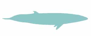 Minke whale illustration