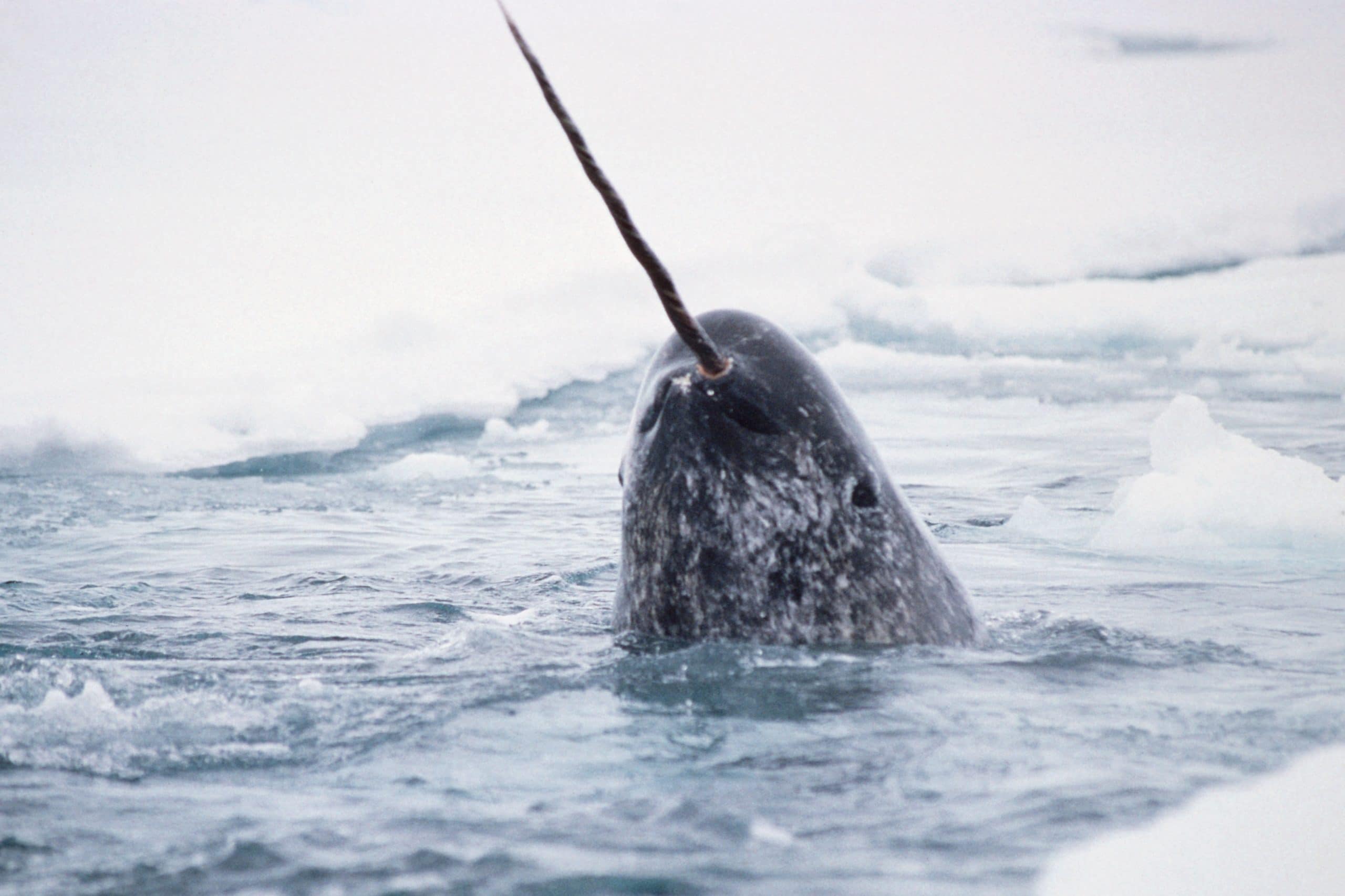 Narwhal spyhopping out of the ice