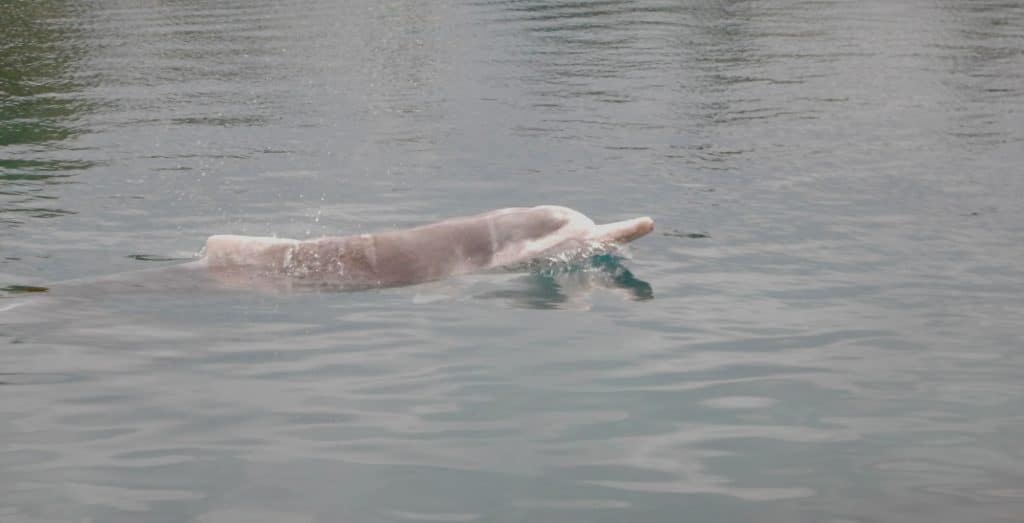 Australian humpback dolphin