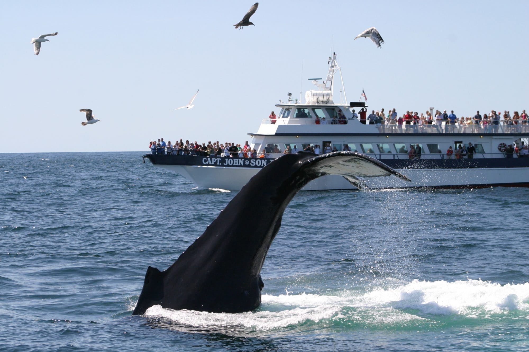 Whale And Dolphin Watching - Whale & Dolphin Conservation USA