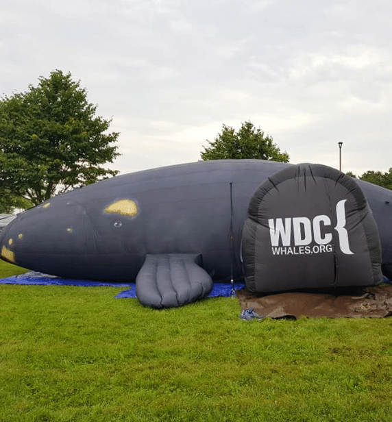 Delilah, our inflatable North Atlantic right whale