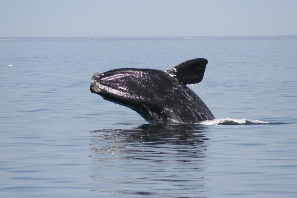North Atlantic right whale. Photo by Regina Asmutis-Sylvia