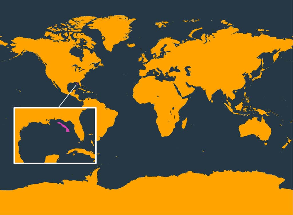 Rice's whale distribution map