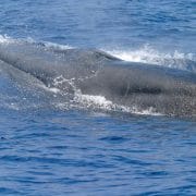 Rice's whale - Whale & Dolphin Conservation USA