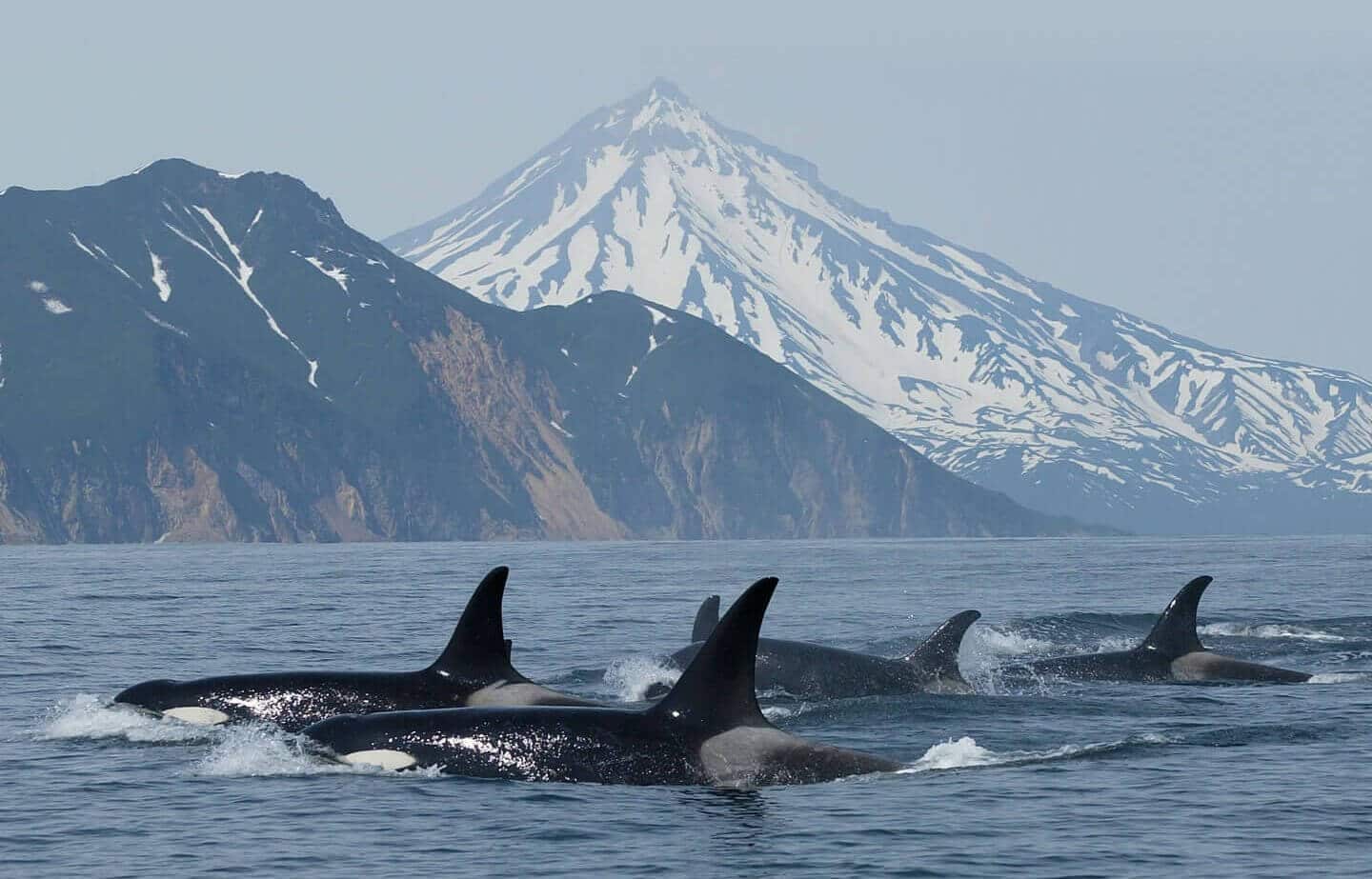 Group of orcas off Kamchatka, Russia