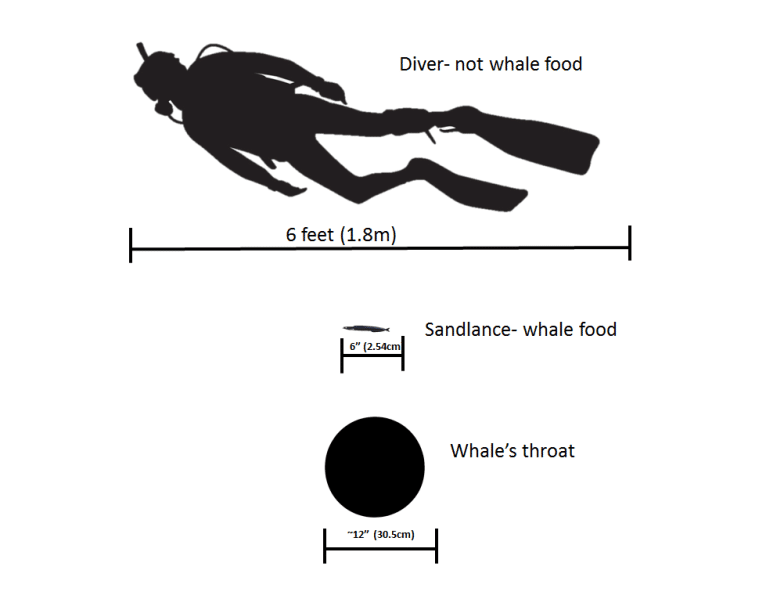 diver vs. whale throat