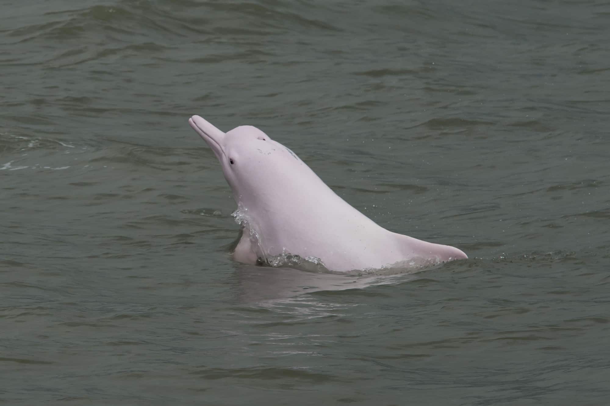 Pink Indo-Pacific humpback dolphin