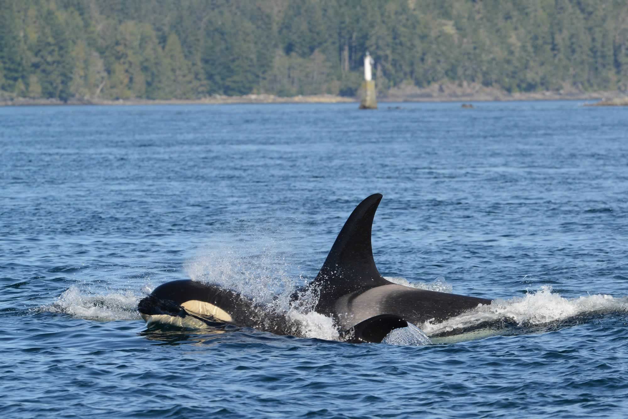 Orca Holly © Jared Towers
