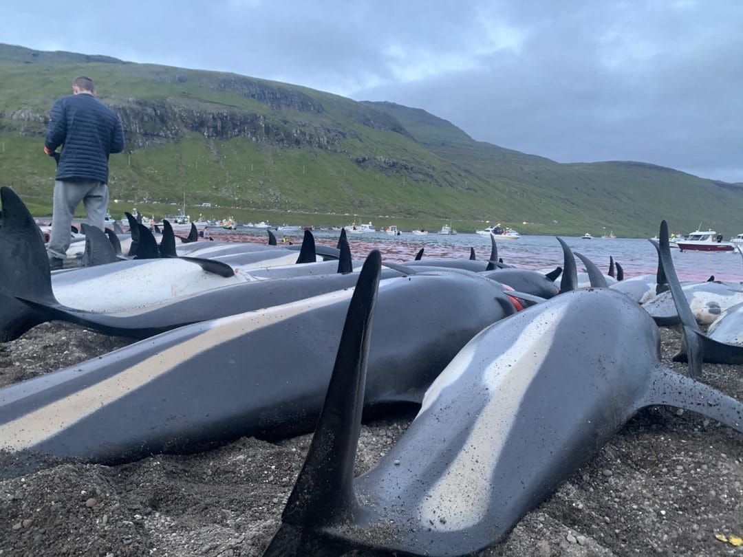 Faroe Islands whale and dolphin slaughter what have we done and what