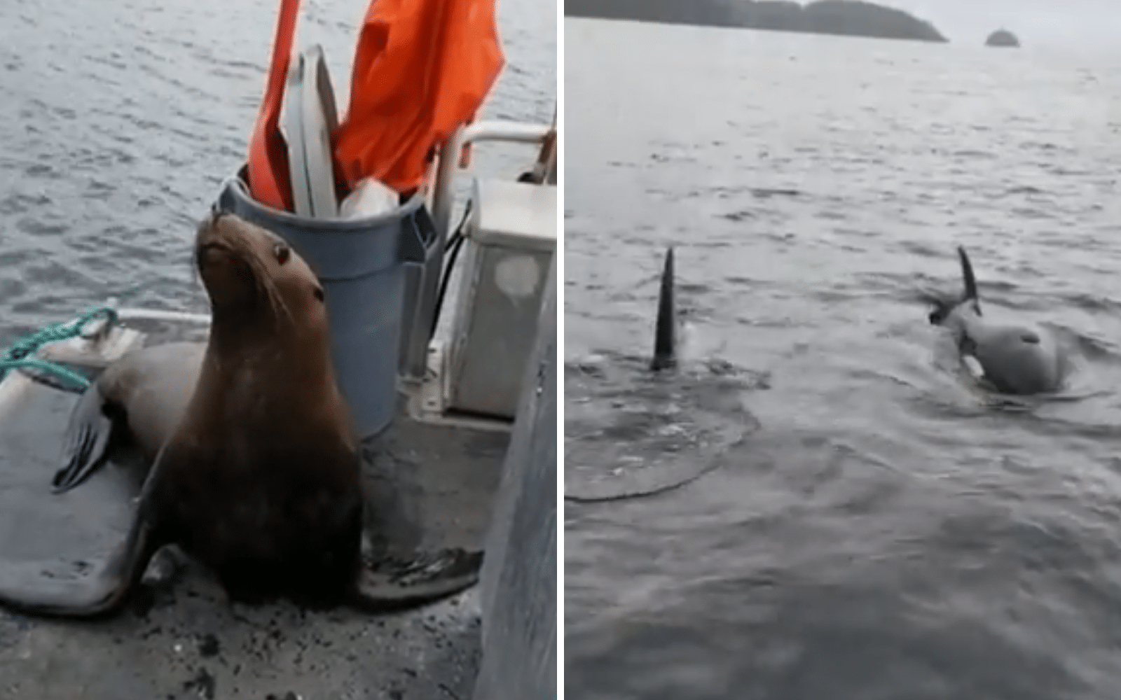 Orca Eating Seal