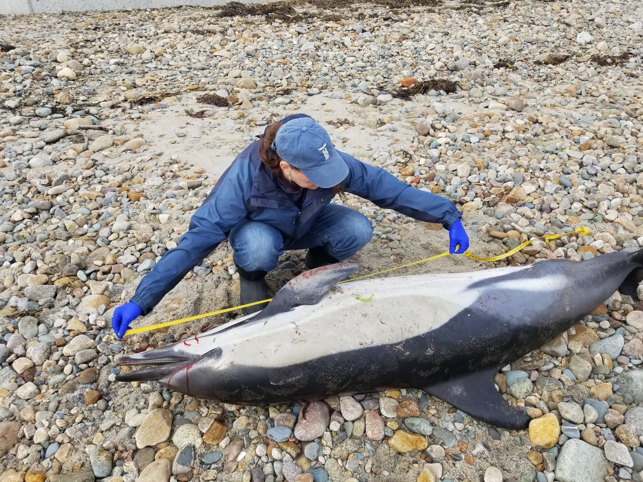 Asmutis-Silvia gathers data on a deceased common dolphin in Duxbury. (WDC)