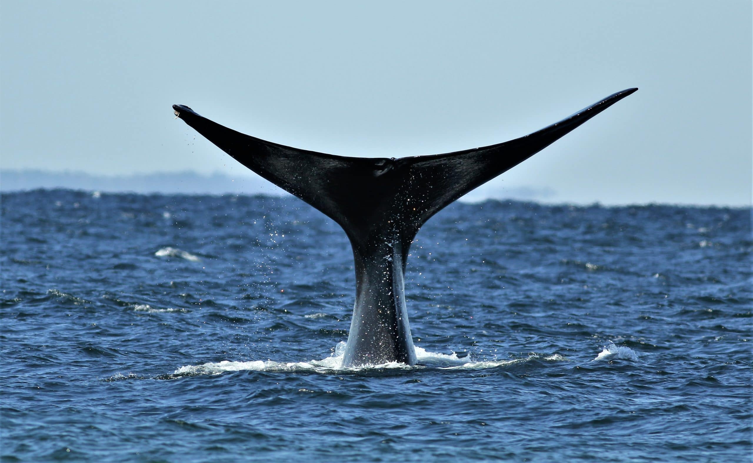 A North Atlantic right whale lifts its fluke out of the water