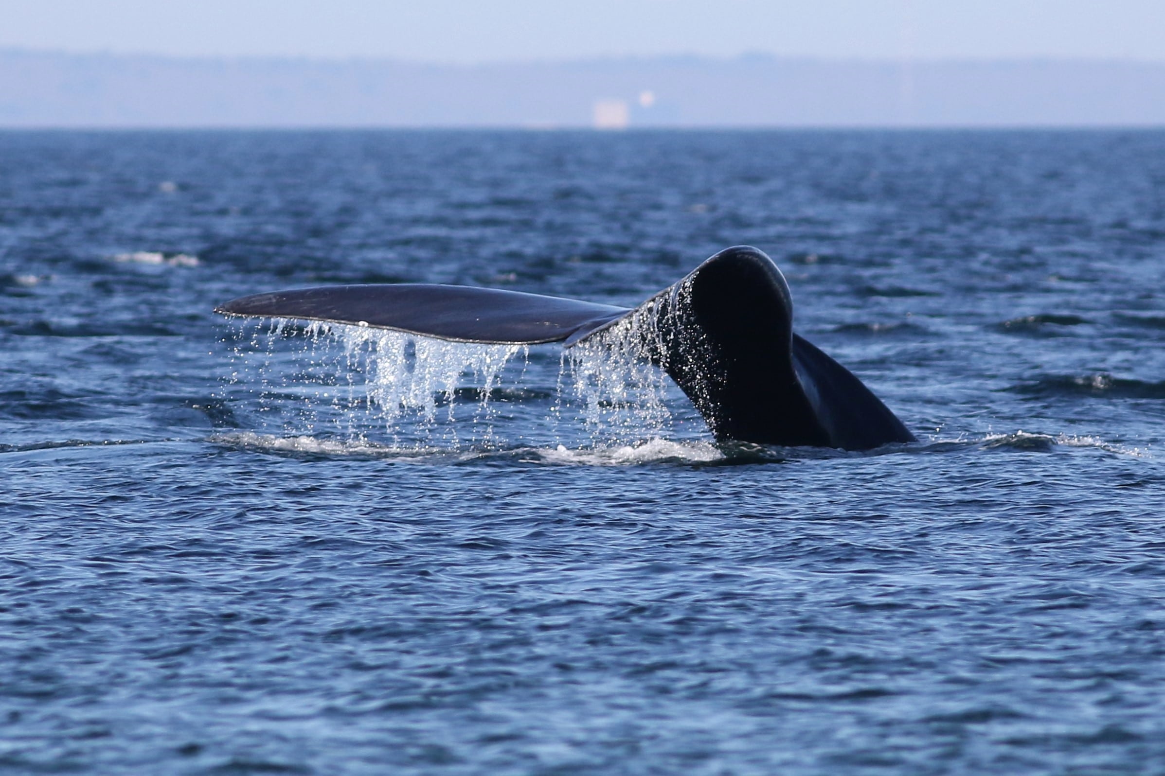 North Atlantic right whale lifts its fluke out of the water.